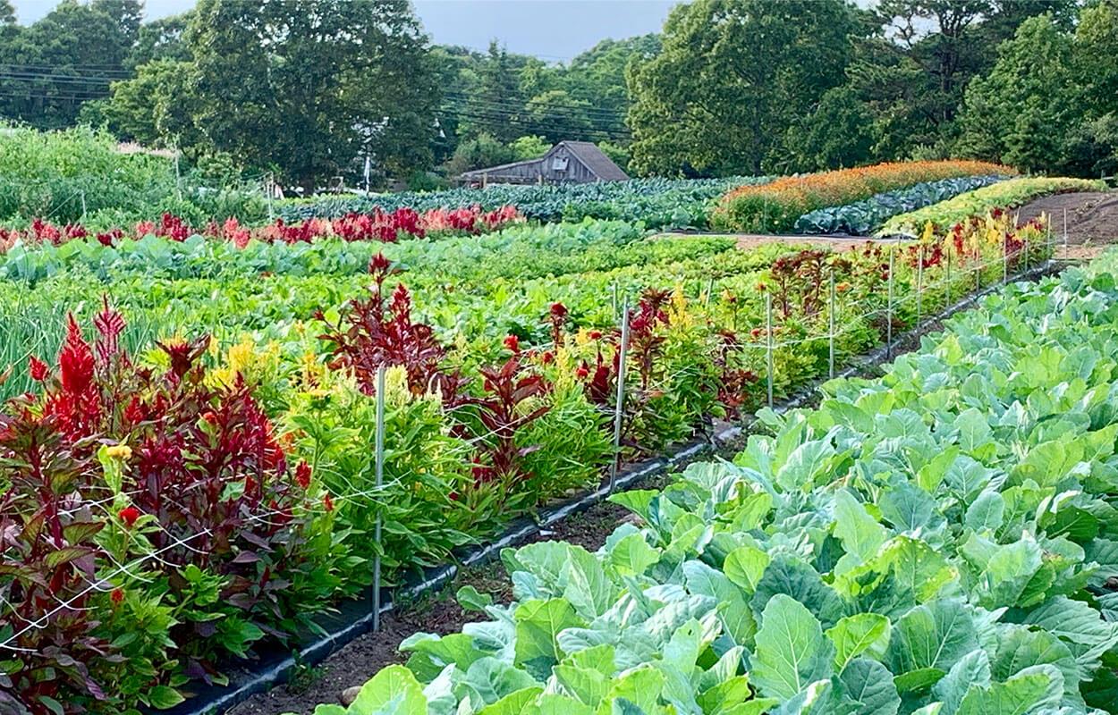Lines of vegtable gardens