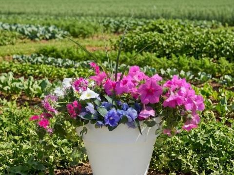 Patio Planter Class at the Chatham Bars Inn Farm