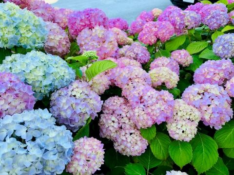 The image shows vibrant hydrangeas in shades of pink, lavender, and blue, surrounded by lush green leaves.