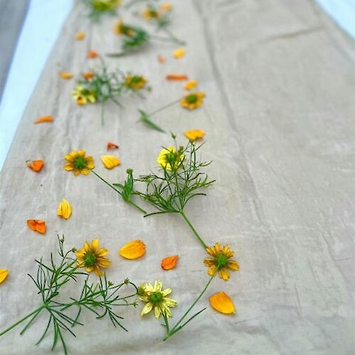 Northeast Flower Dyeworks Class at the Chatham Bars Inn Farm