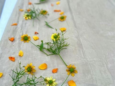 Northeast Flower Dyeworks Class at the Chatham Bars Inn Farm