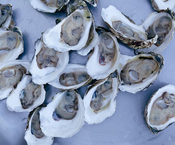 The image shows several opened oysters with their shells laid out on a flat surface.