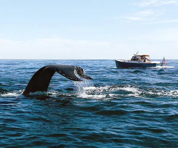 A whale’s tail emerges from the ocean near a small boat with people aboard, cruising under a clear blue sky.