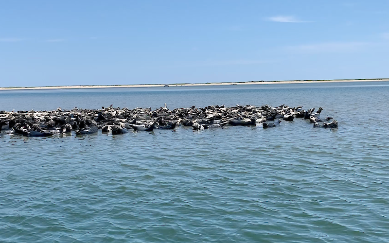 A large group of seals resting on the water, with a clear blue sky and distant sandy shoreline in the background.