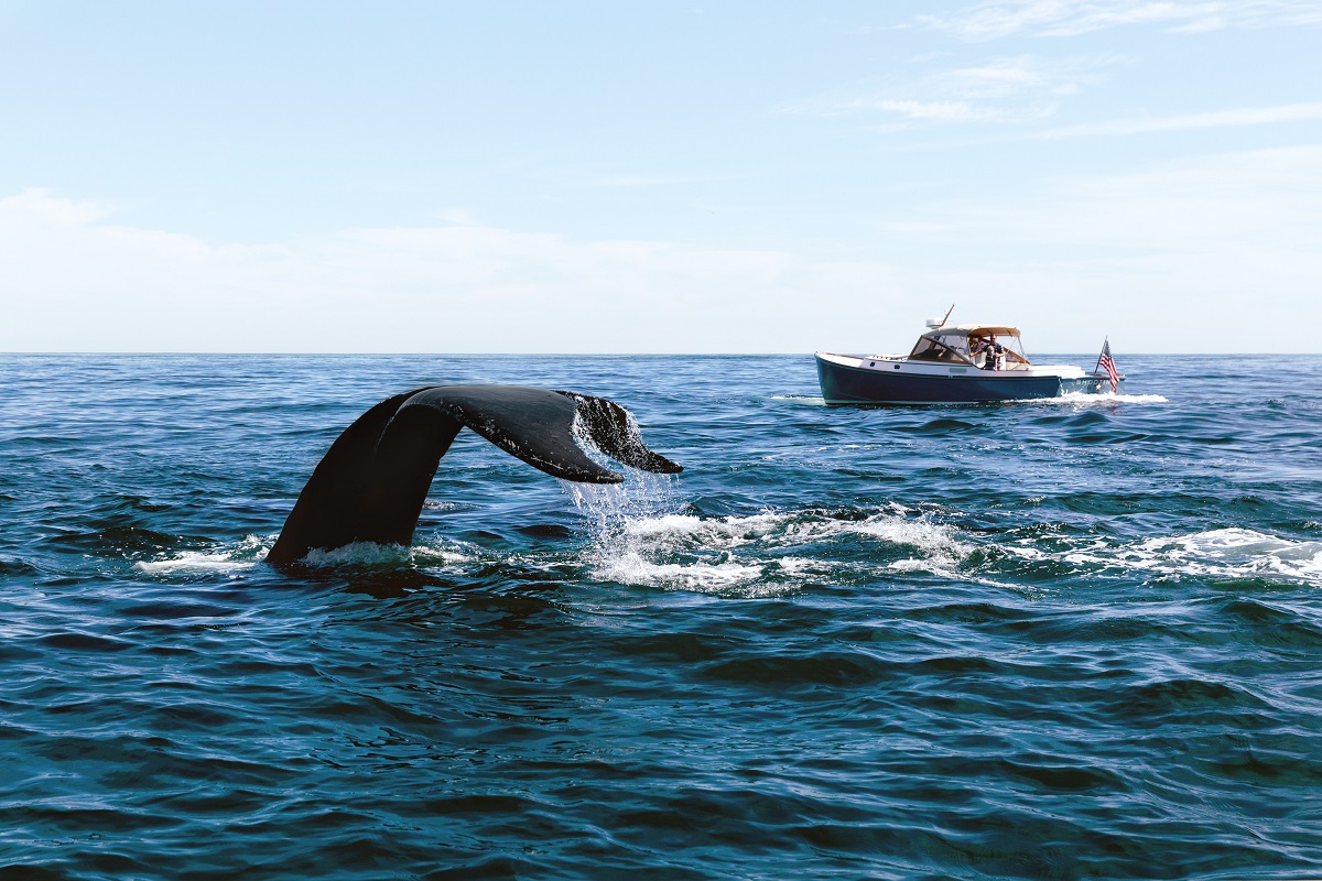 A whale's tail emerges from the ocean as a boat with an American flag cruises nearby under a clear blue sky.