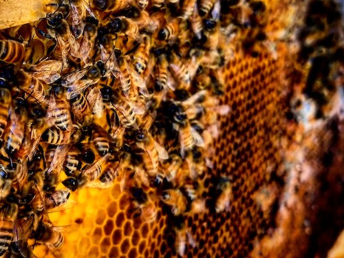 Beekeeping Class at the Chatham Bars Inn Farm
