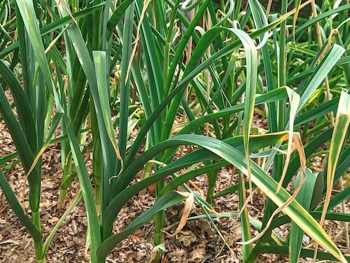 Garlic & Onion Planting Class at the Chatham Bars Inn Farm