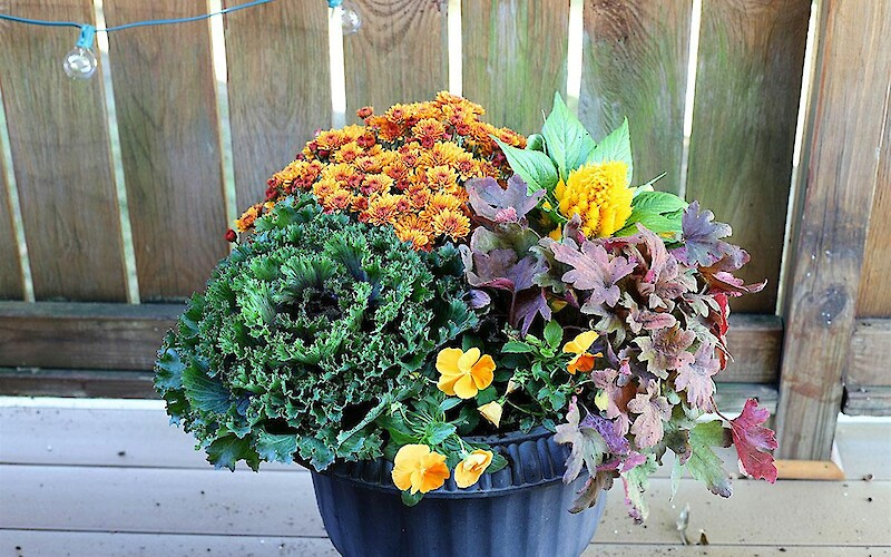 A colorful autumn planter with kale, chrysanthemums, pansies, and decorative foliage, set against a wooden fence background.