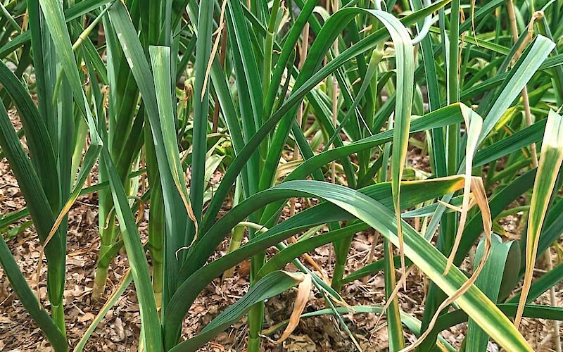 The image shows green plants with tall, slender leaves, likely garlic, growing in a garden with mulch on the ground.