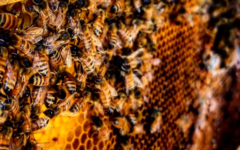 A close-up of bees on a honeycomb with hexagonal cells, showcasing their intricate structure and activity.