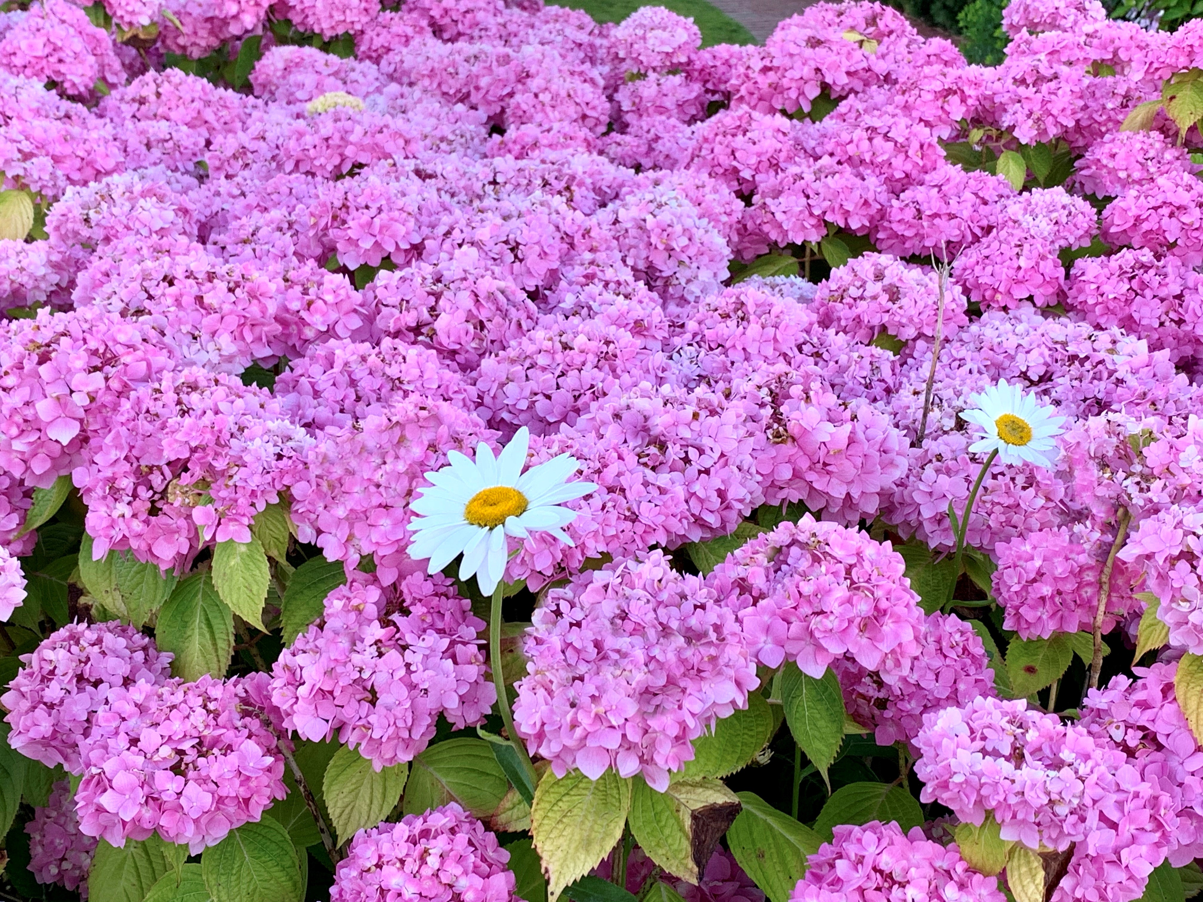 A field of pink hydrangeas with a couple of white daisies scattered throughout the blooms.