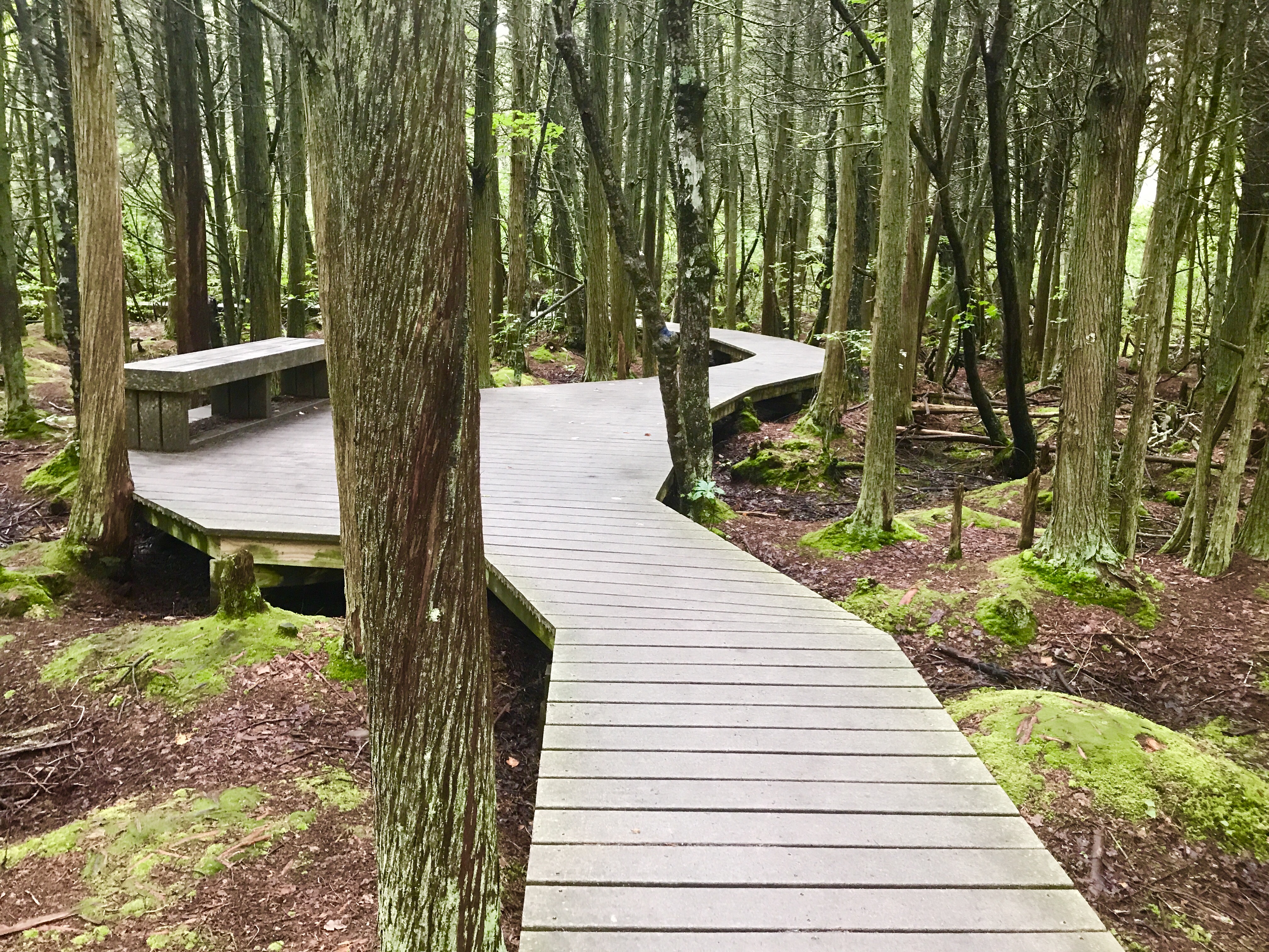 A wooden boardwalk winds through a dense forest with moss-covered ground, leading to a platform with a bench.