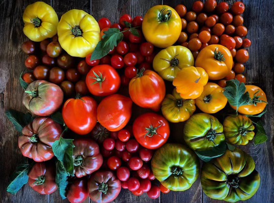 A variety of colorful tomatoes arranged on a wooden surface, including red, yellow, orange, and green tomatoes of different sizes and shapes.