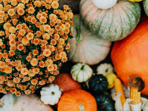 A vibrant display of orange flowers next to various pumpkins and gourds, with some ears of corn, creating an autumnal scene.