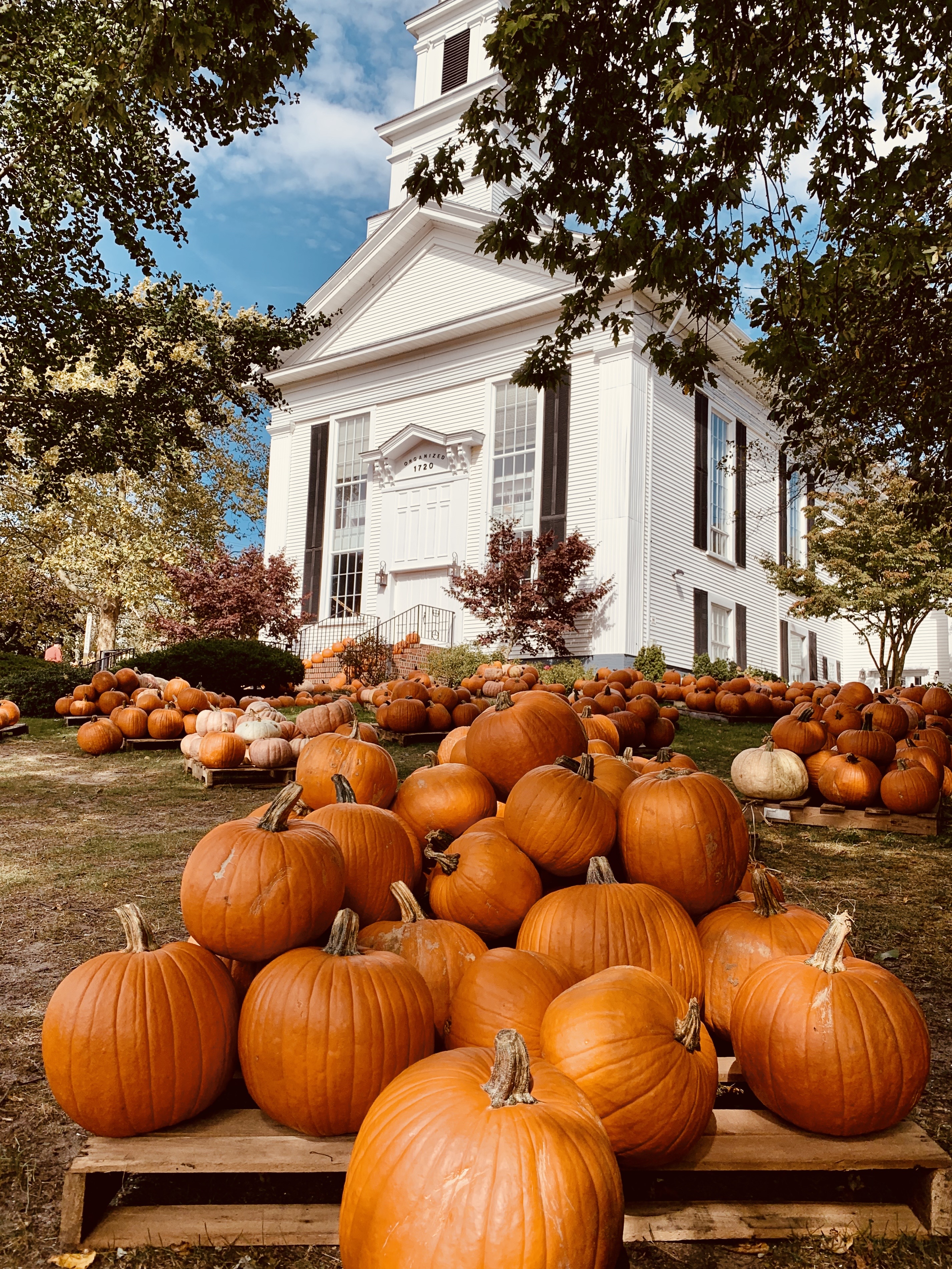 A large collection of pumpkins is displayed on the ground in front of a white church building with trees around.