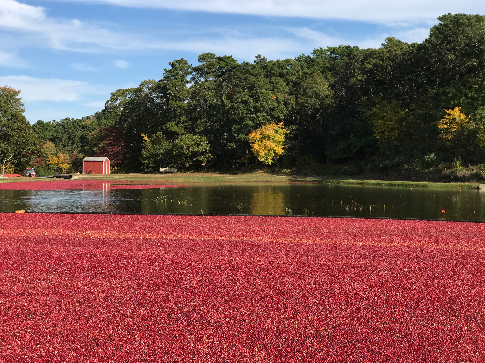 A cranberry bog with red cranberries floating on water, surrounded by trees and a small red shed in the background.