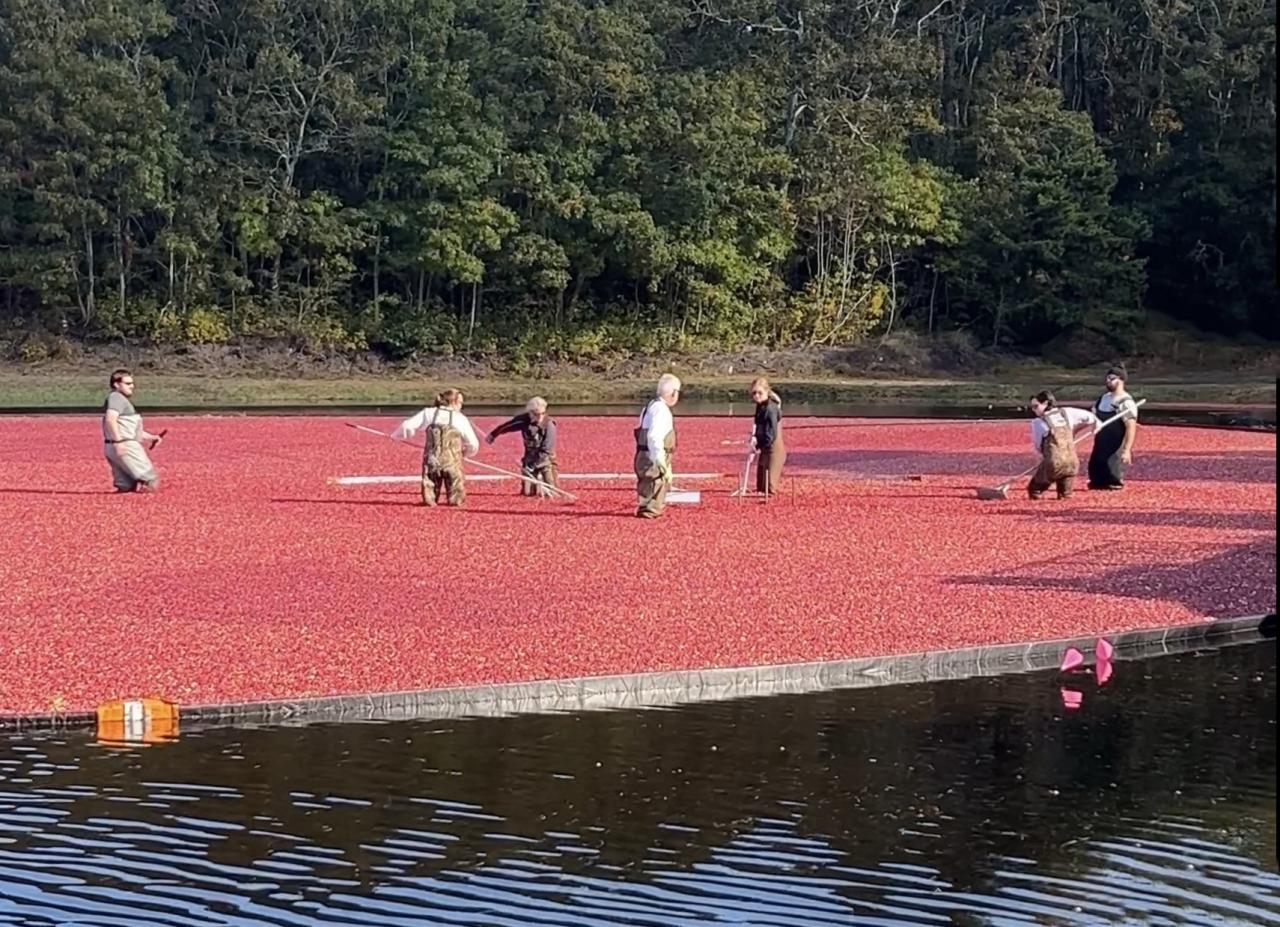 People in waders are harvesting cranberries in a flooded field surrounded by trees.