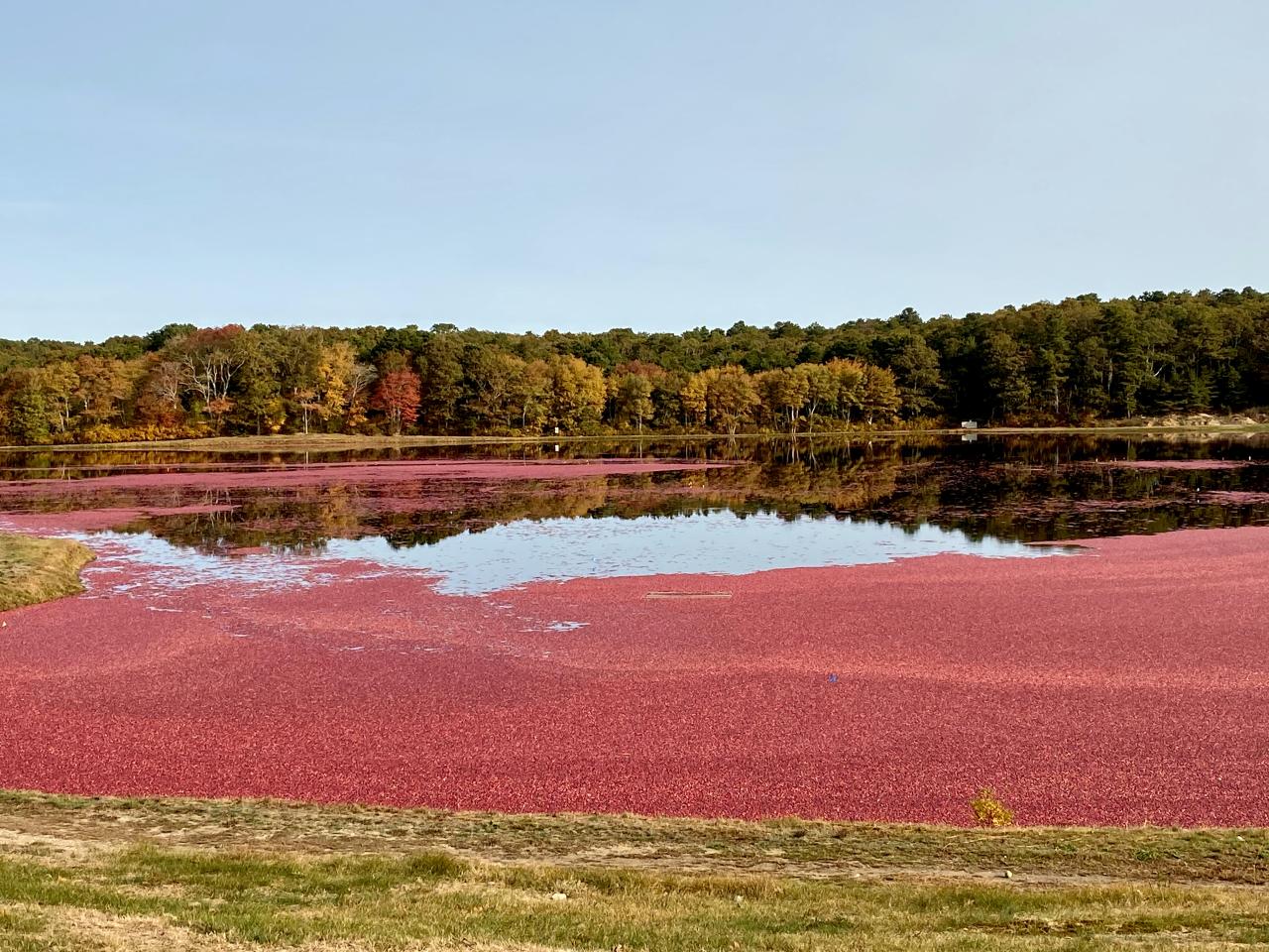 A cranberry bog with floating cranberries ready for harvest, surrounded by autumn trees reflecting on the water's surface.