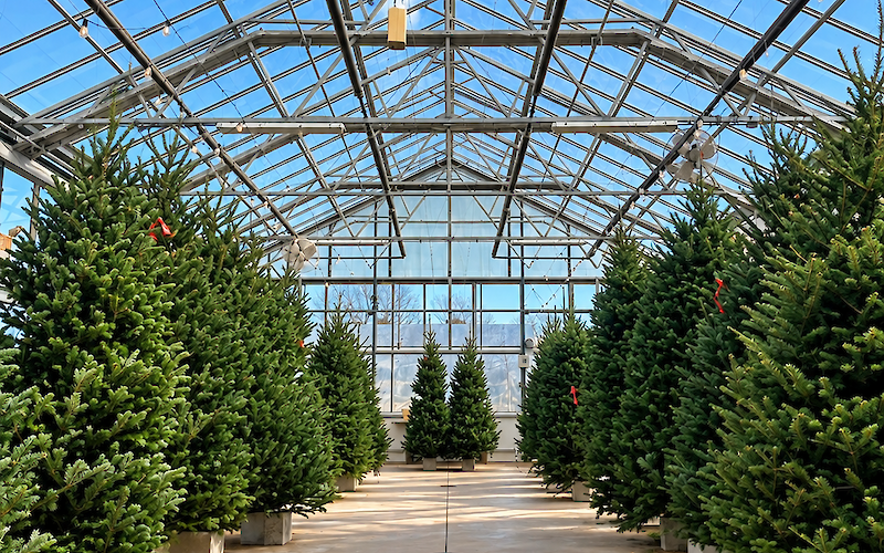 A greenhouse with rows of potted evergreen trees inside, supported by a metal and glass structure under a blue sky.