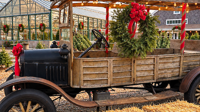 A vintage truck decorated for the holidays with wreaths and bows carries a Christmas tree. Hay bales and a greenhouse are in the background.