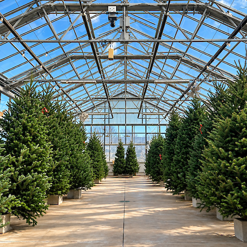 Christmas Tree Sale at the Chatham Bars Inn Farm