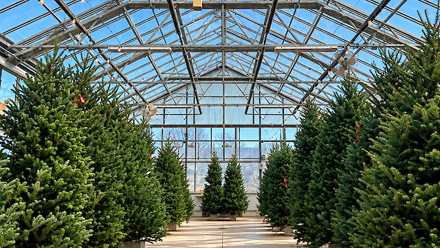 Christmas Tree Sale at the Chatham Bars Inn Farm