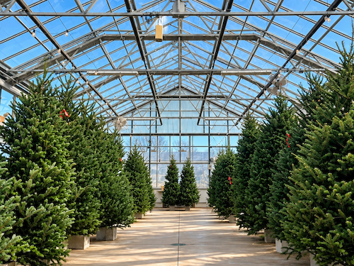 A greenhouse with a clear glass roof contains rows of potted evergreen trees, likely for display or sale.