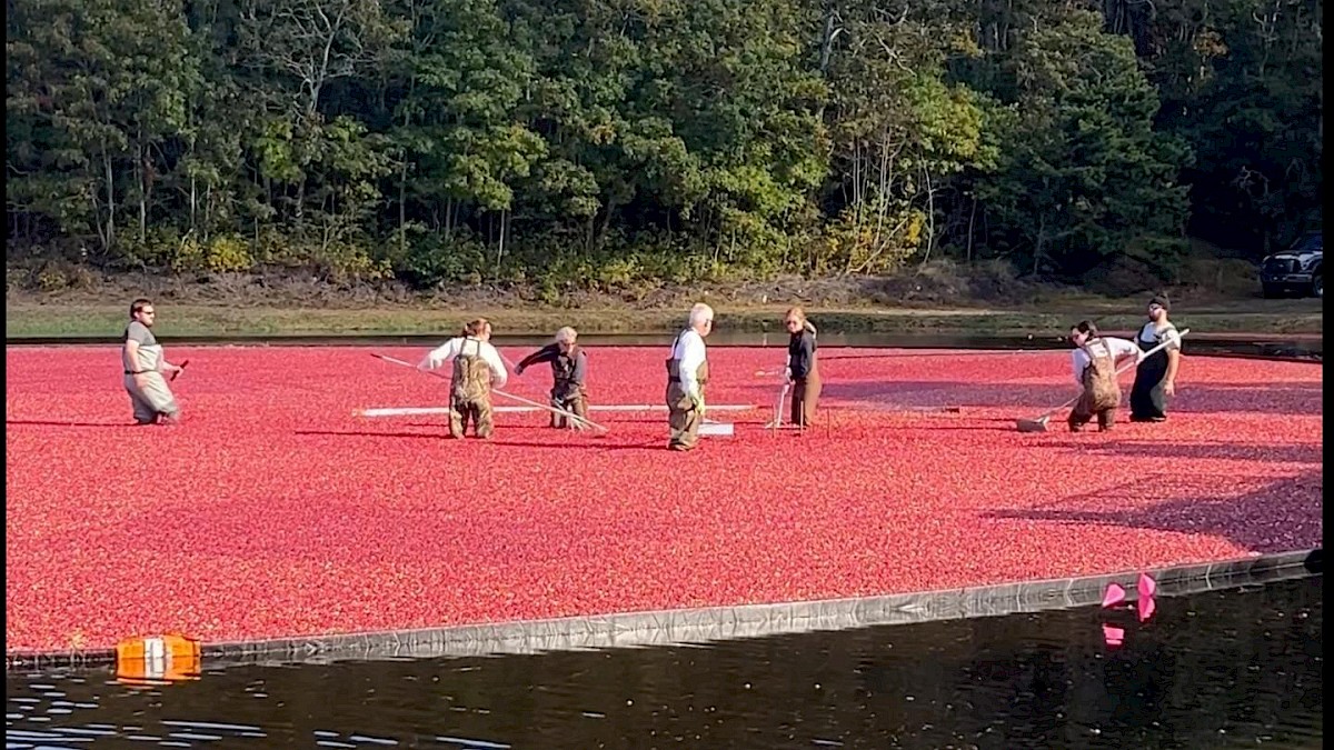 Cape Cod Cranberry Harvest