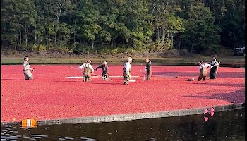Cape Cod Cranberry Harvest