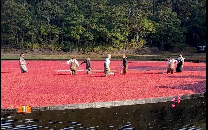 Cape Cod Cranberry Harvest