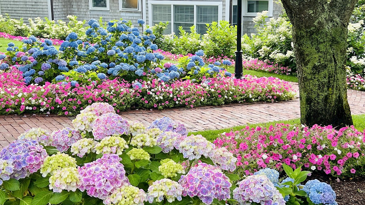 Hydrangea Tips: Soil, Watering, and Pruning Tips