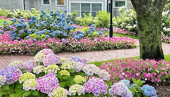 Hydrangea Tips: Soil, Watering, and Pruning Tips