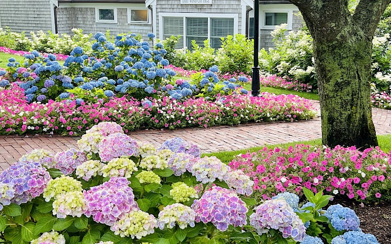 Hydrangea Tips: Soil, Watering, and Pruning Tips