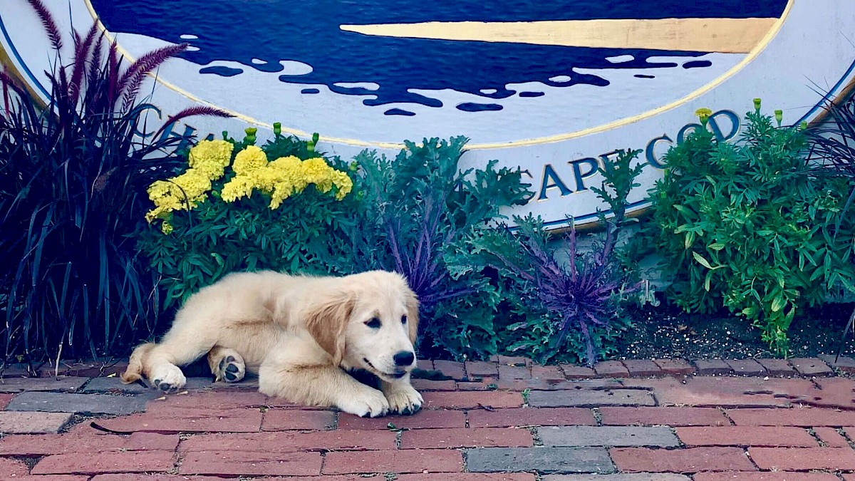 Is Chatham Bars Inn Dog-Friendly?