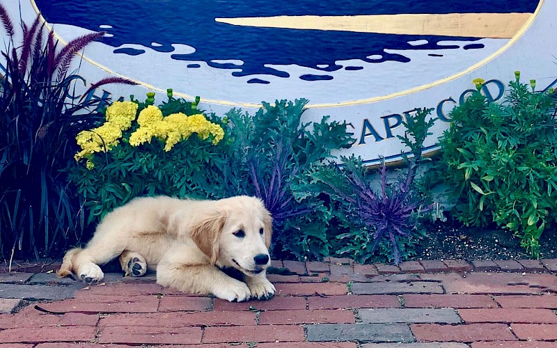 Is Chatham Bars Inn Dog-Friendly?
