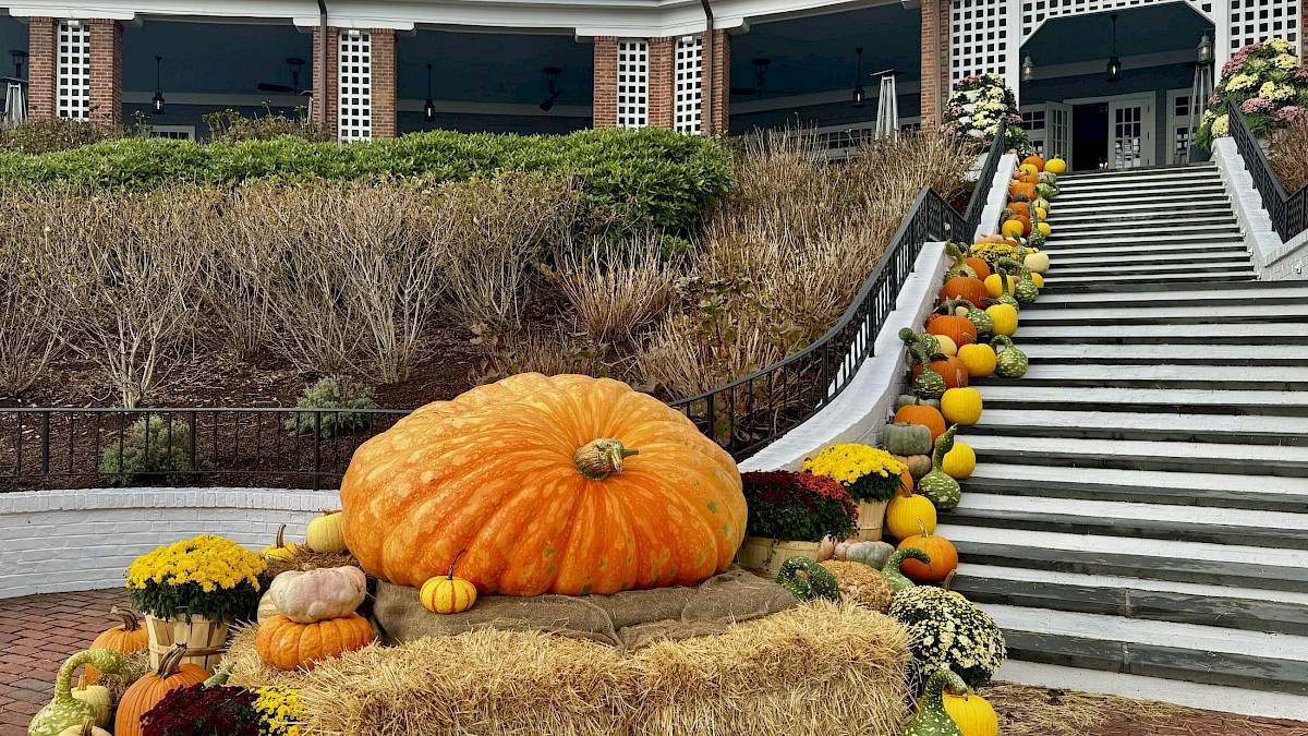 Our Giant Pumpkin &amp; World Class Pumpkin Carver