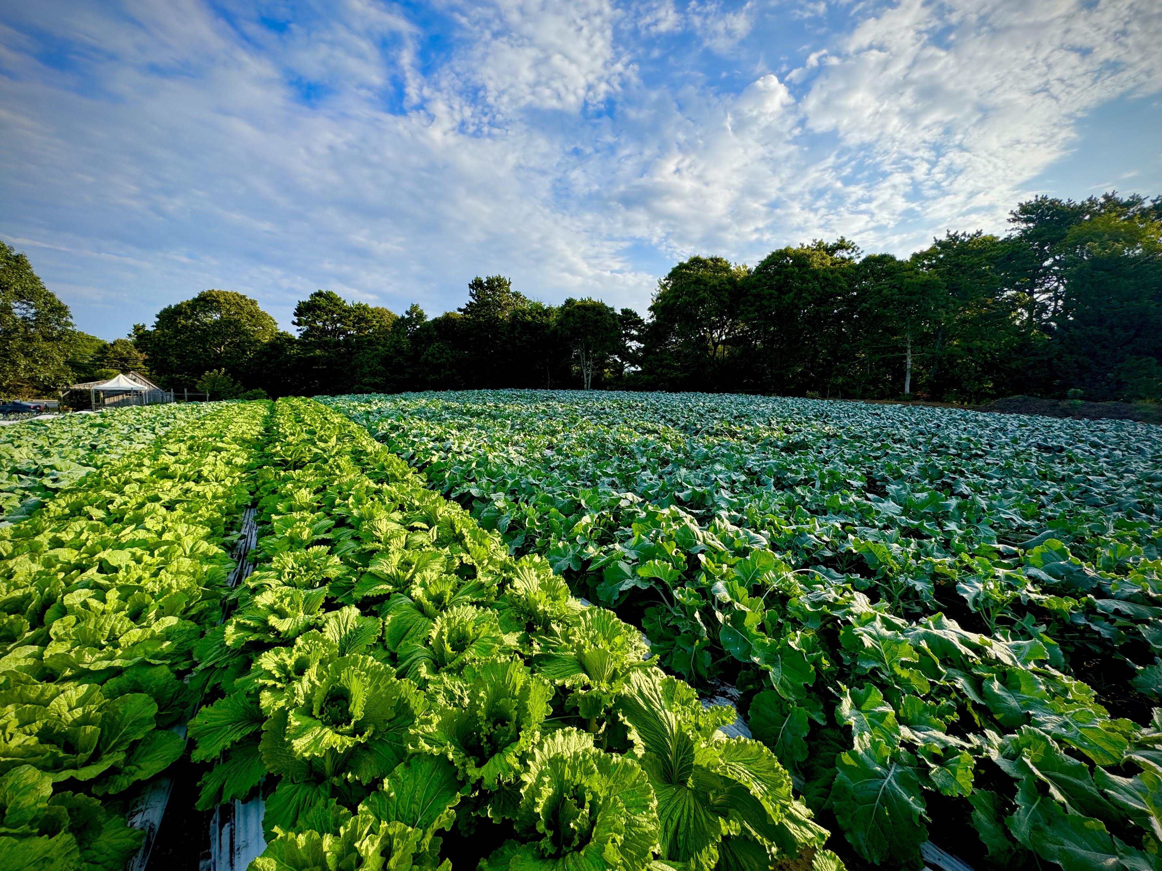 A vibrant green cabbage field under a blue sky with scattered clouds, bordered by trees and a distant structure.