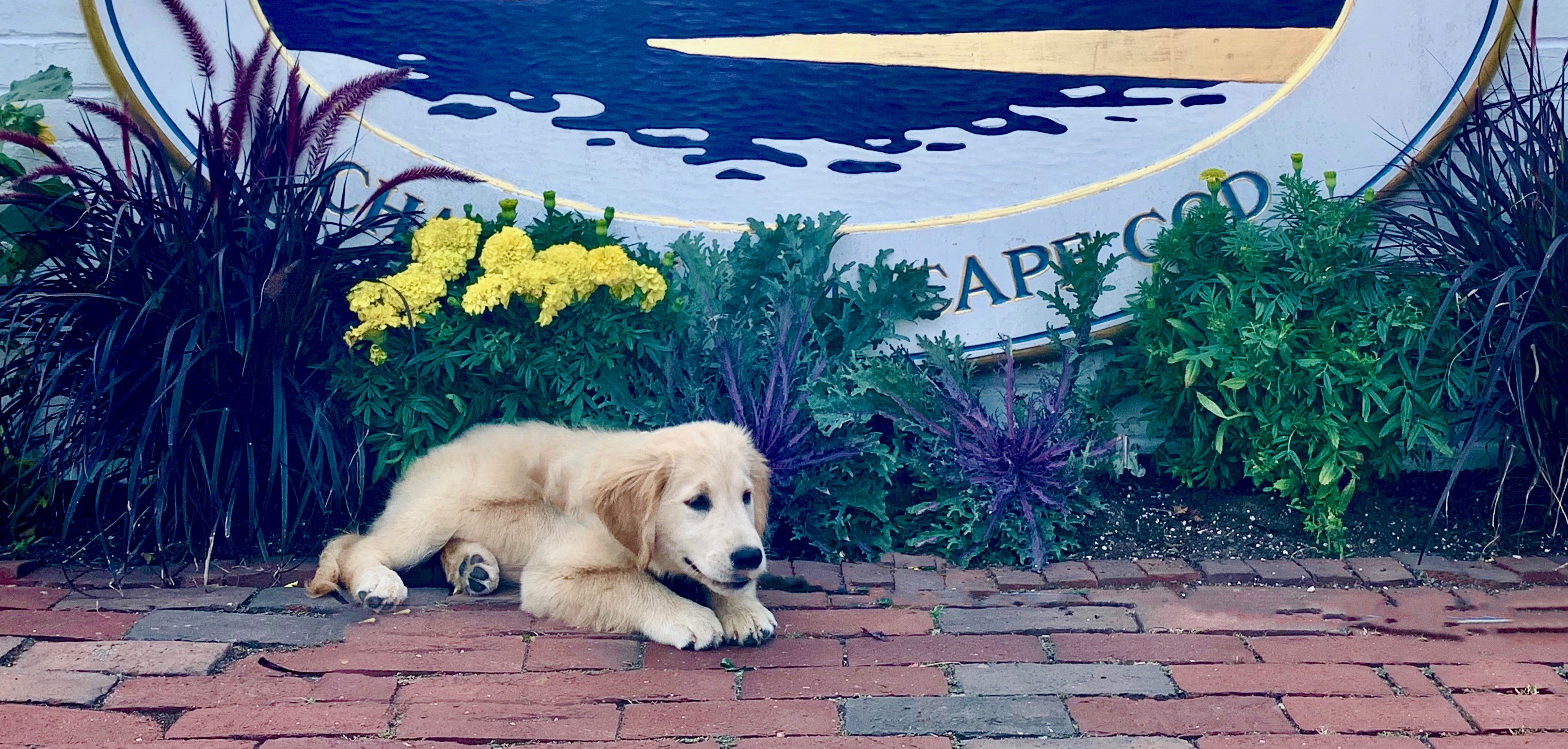 A golden retriever puppy lies on a brick path in front of a mural and yellow flowers in a garden setting.