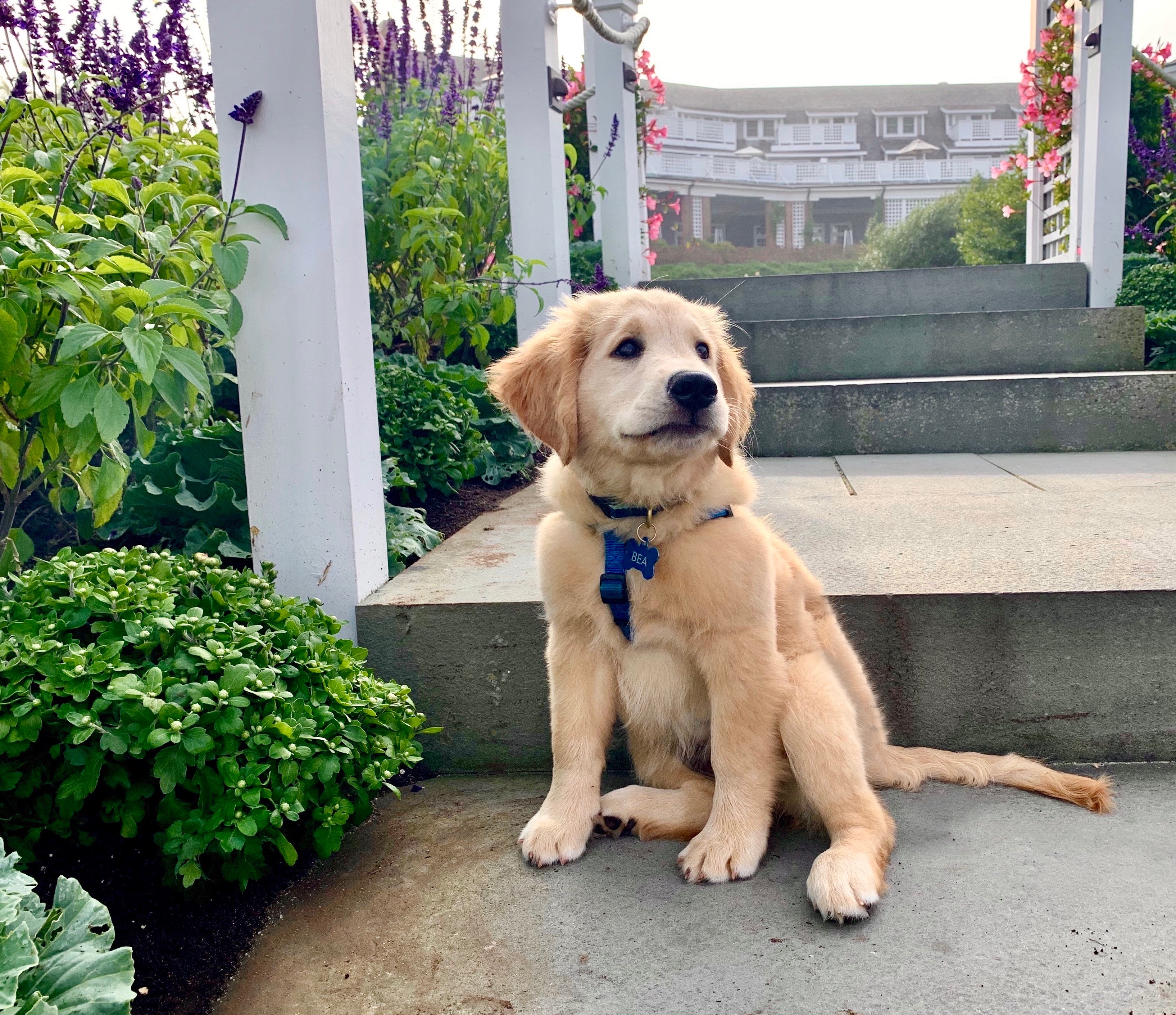 A golden retriever puppy sits on a path in a garden with vibrant flowers and steps leading to a house in the background.