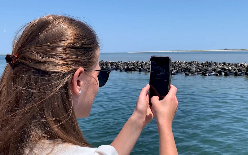 A person is taking a photo with their phone of seals resting on rocks in a body of water, under a clear blue sky.
