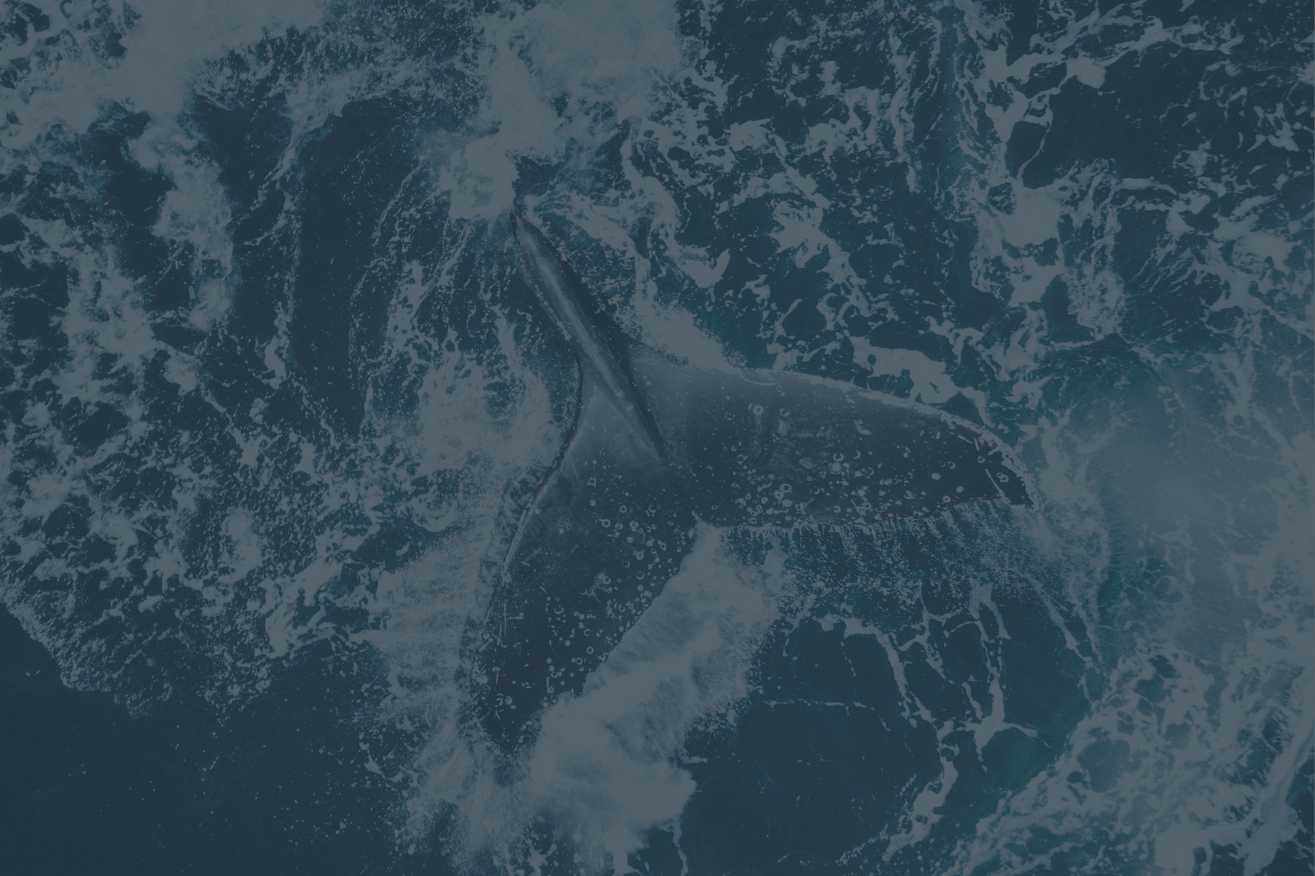A whale's tail is visible above the ocean surface, surrounded by swirling water, creating a dynamic and majestic scene.