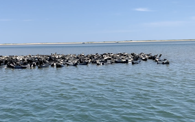 A group of seals resting on the water surface near a sandy coastline under a clear blue sky.