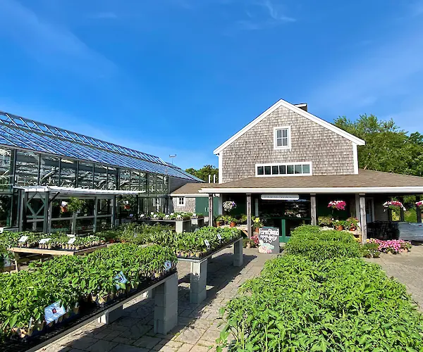 An outdoor plant nursery with various plants displayed on tables, alongside a greenhouse and a building under a clear blue sky.