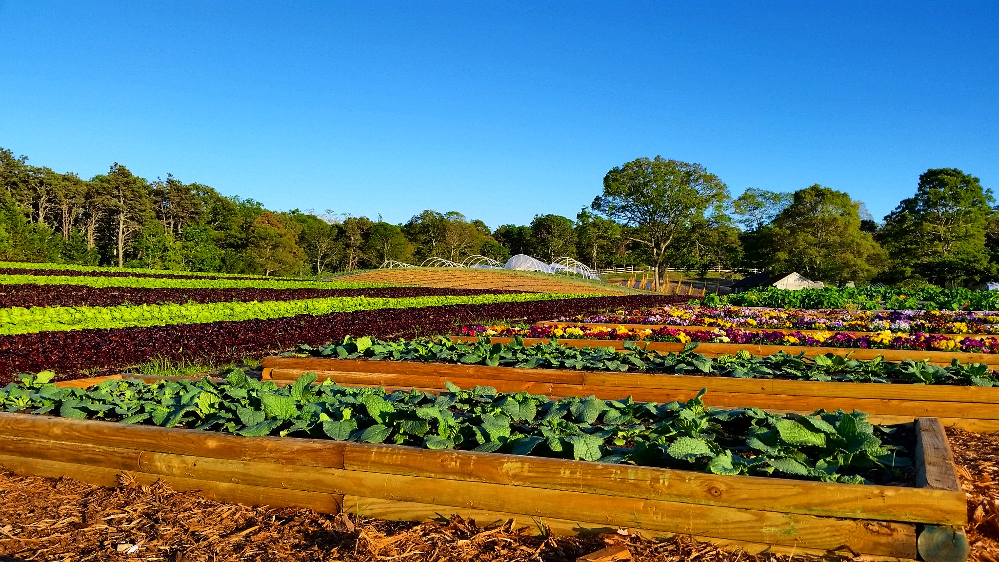 farm