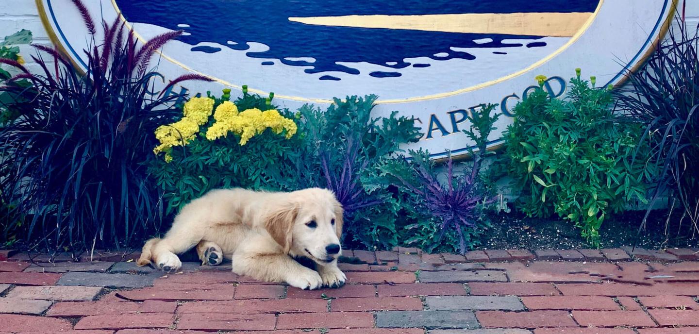 Puppy on a path
