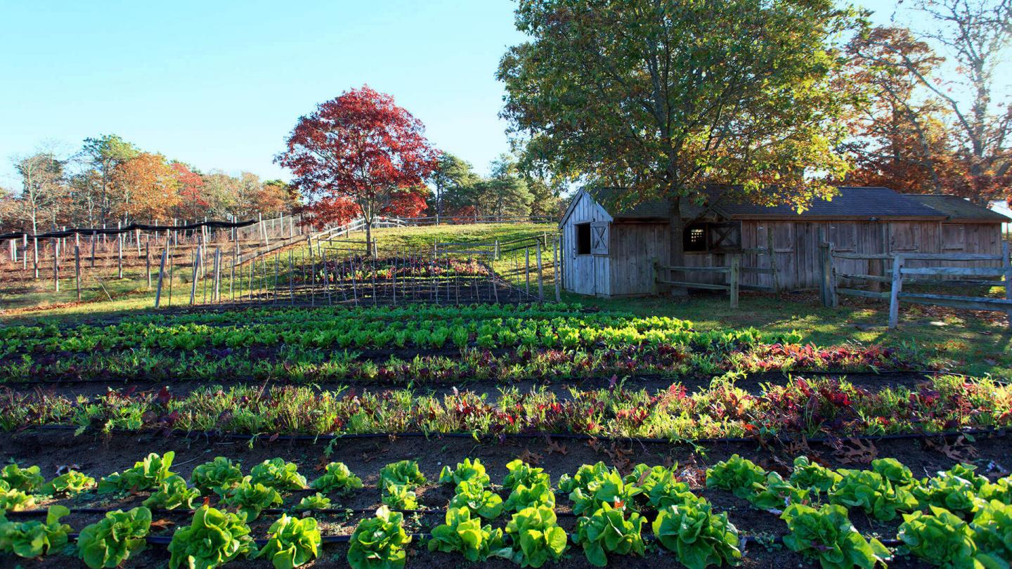 Vegtable garden at The Farm at Chatham Bars Inn