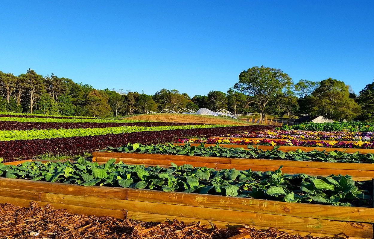 Vegtables growing at Chatham Bars Inn Farm