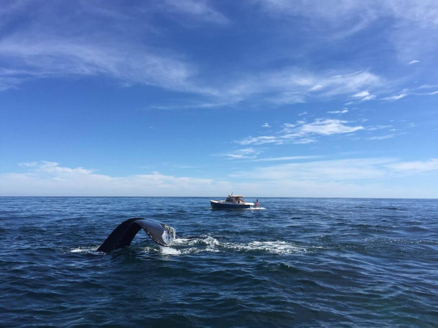 A whales tail as it submerges in the ocean