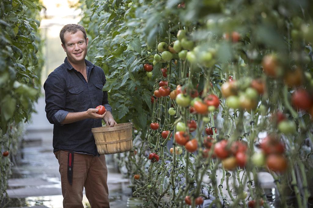 Josh Schiff in greenhouse with tomatoes