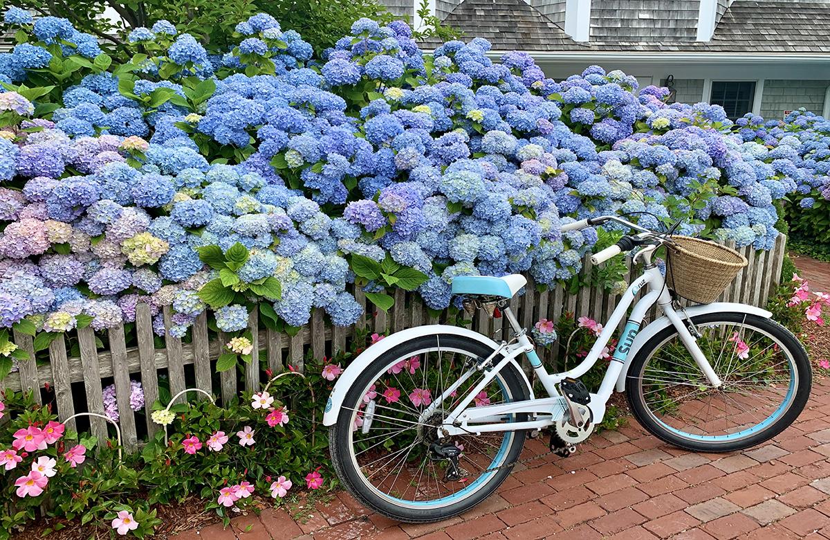 Hydrangeas and a bike